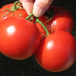 Stuffed Baked Tomatoes