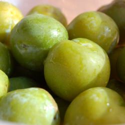 Gorgeous Greengages