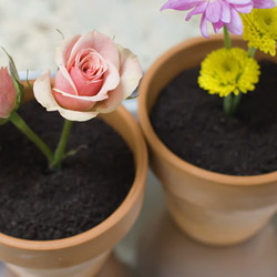 Flower Pot Desserts