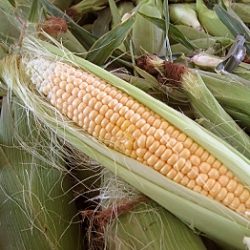 Shuck Your Own Corn!