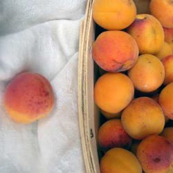 Wild Apricots