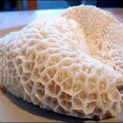 Honeycomb Tripe