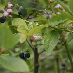 Blueberry Bush