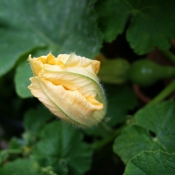 Squash Flower