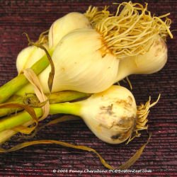 Fresh Local Garlic