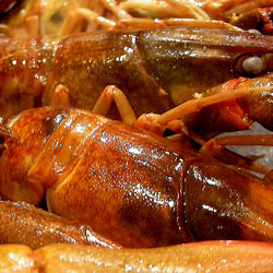 Fresh Boiled Yabbies