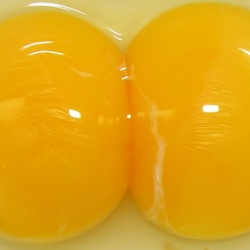 Double Egg Yolk