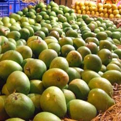 Mangoes in India