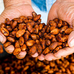 Cacao Beans