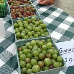 Gooseberries