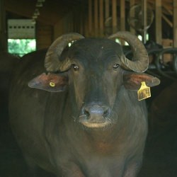 Water Buffalos