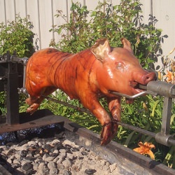 Roasted Pig