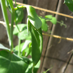 Sugar Snap Pea