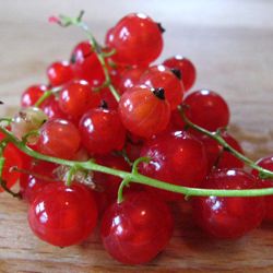 Red Currants