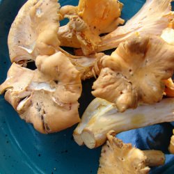 Chanterelle Mushrooms