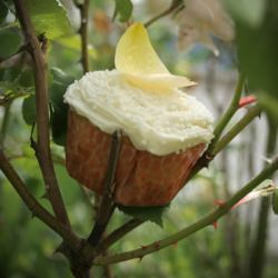 Rose Water Cupcakes