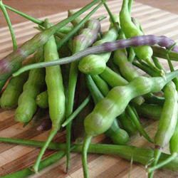 Rat Tail Radish