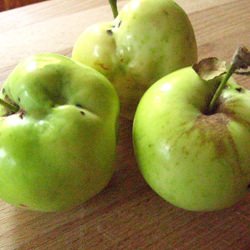 Apple Quesadillas