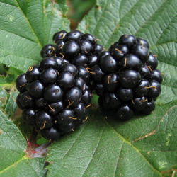 Wild Blackerries