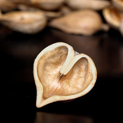 Heartnut Shell