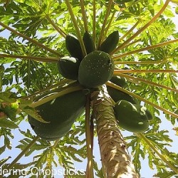 Papaya Trees