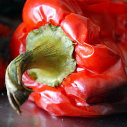 Roasted Bell Pepper on Melba Toast