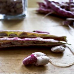 Cranberry or Borlotti Beans