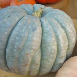 Blue Pumpkin