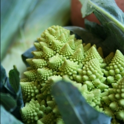 Romanesco Broccoli