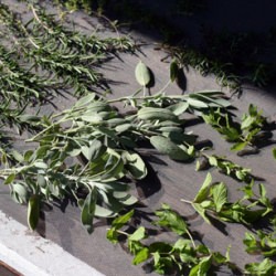 Drying Herbs for Winter