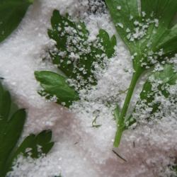 Preserving Herbs in Salt