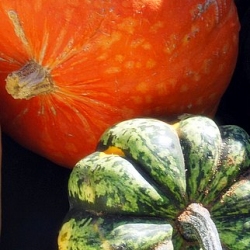 Winter Squash