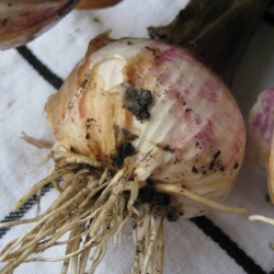 Organic Garlic