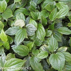 Wild Betel Leaf