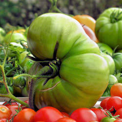 Freaky Tomatoes