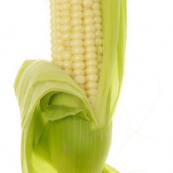 Corn