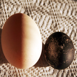 A Look at Duck Eggs