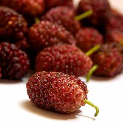 Mulberries