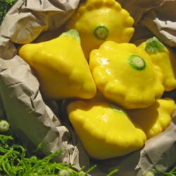 Yellow Squash