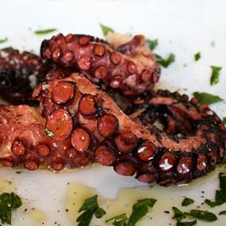 Octopus