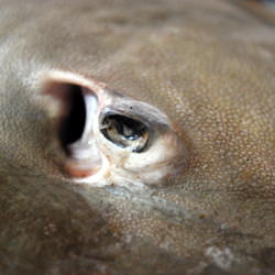 Spicy Fried Skate