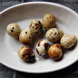 Salade Niçoise on Belgian Endive