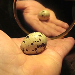 Quail Egg