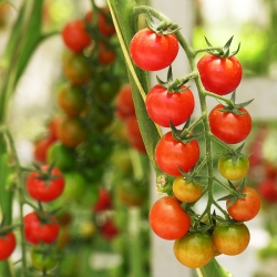 Cherry Tomato