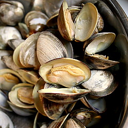 Steamed Clams for Cioppino