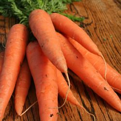 Simple Carrot Soup