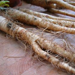 Salsify