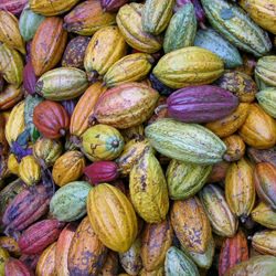 Ripe Cacao Pods