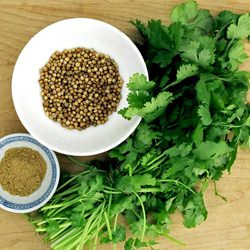 Coriander in 3 Forms