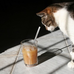 Ice Coffee